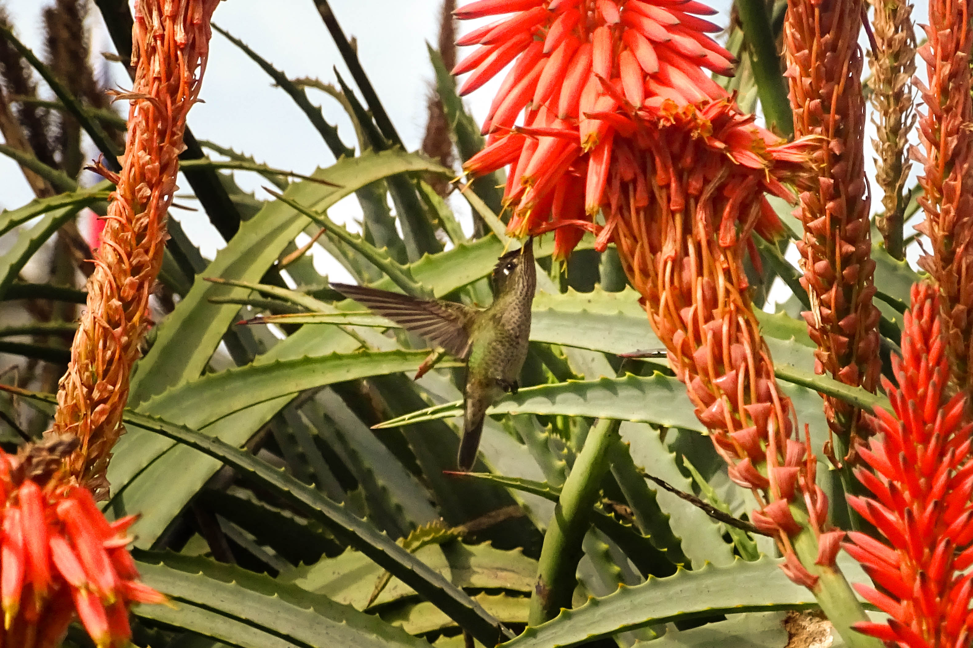 Hummingbird